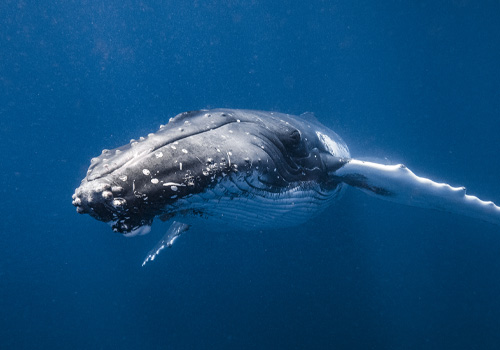 Marine Life